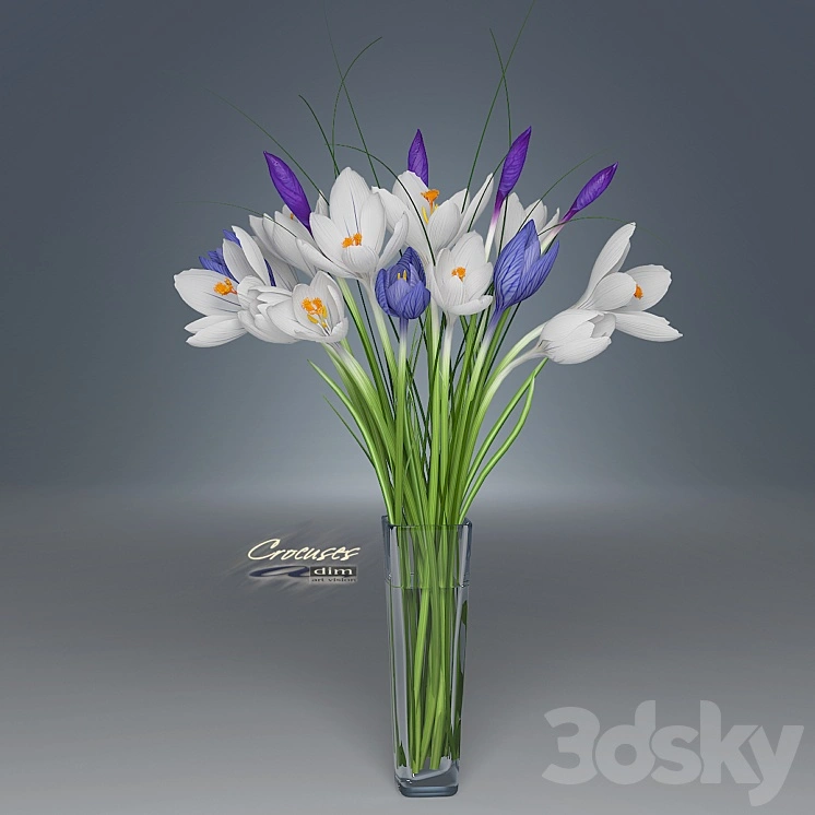 Crocus 