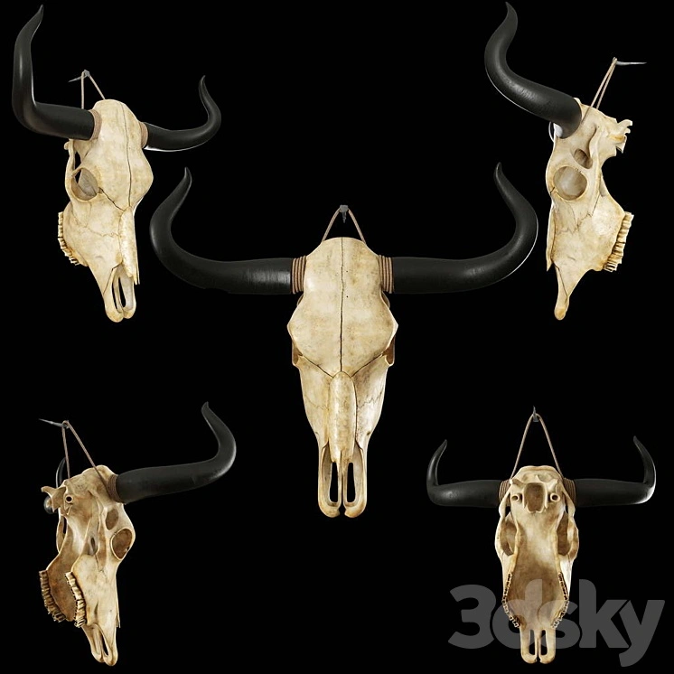 Cow skull 
