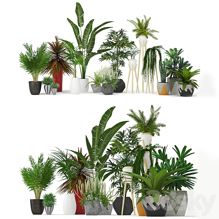 Plants Collection 
