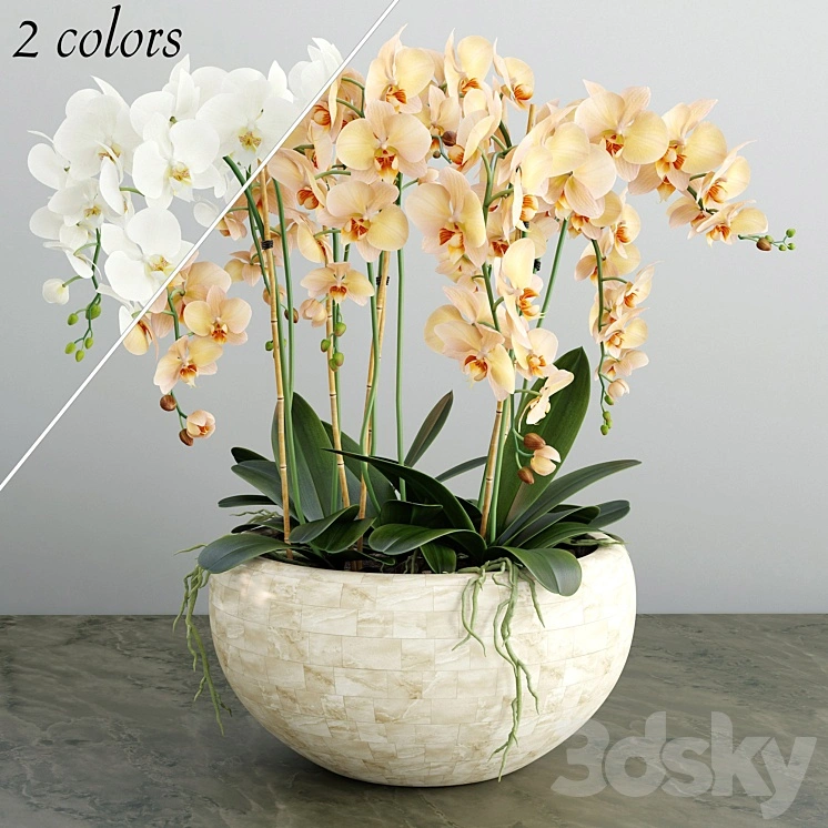 Orchid 4 
