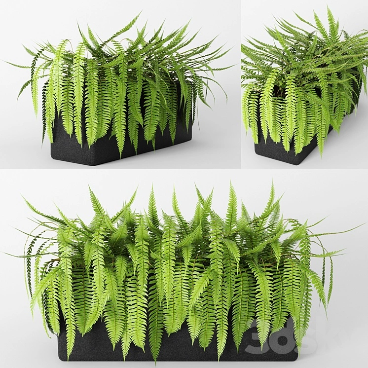 Fern.fern, flower, pot, bush, flowerpot, flower bed 