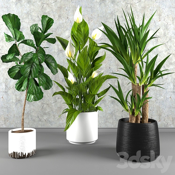 Contemporary houseplant set 3 