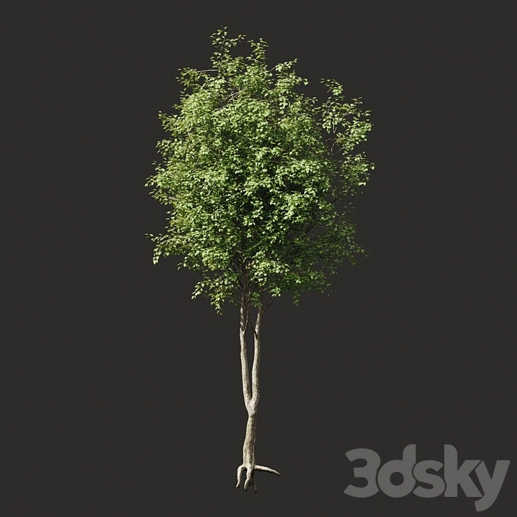 Summer tree # 2 