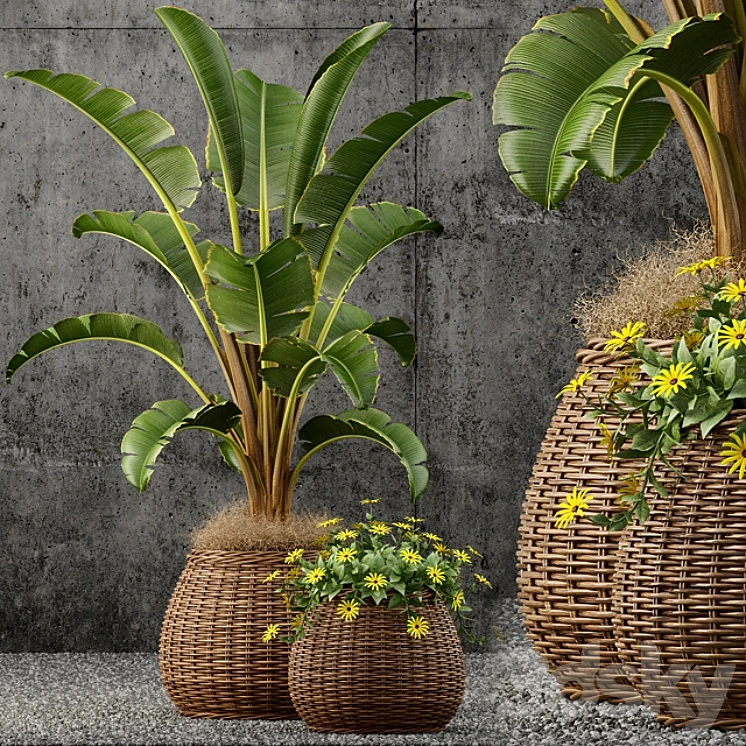 Plants collection 55 