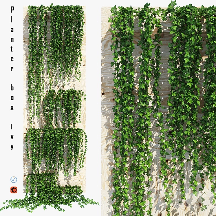 Planter box ivy 