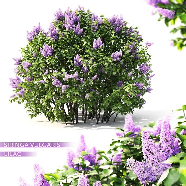 Lilac flowering #2 