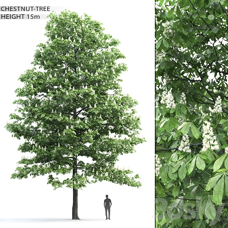 Chestnut 