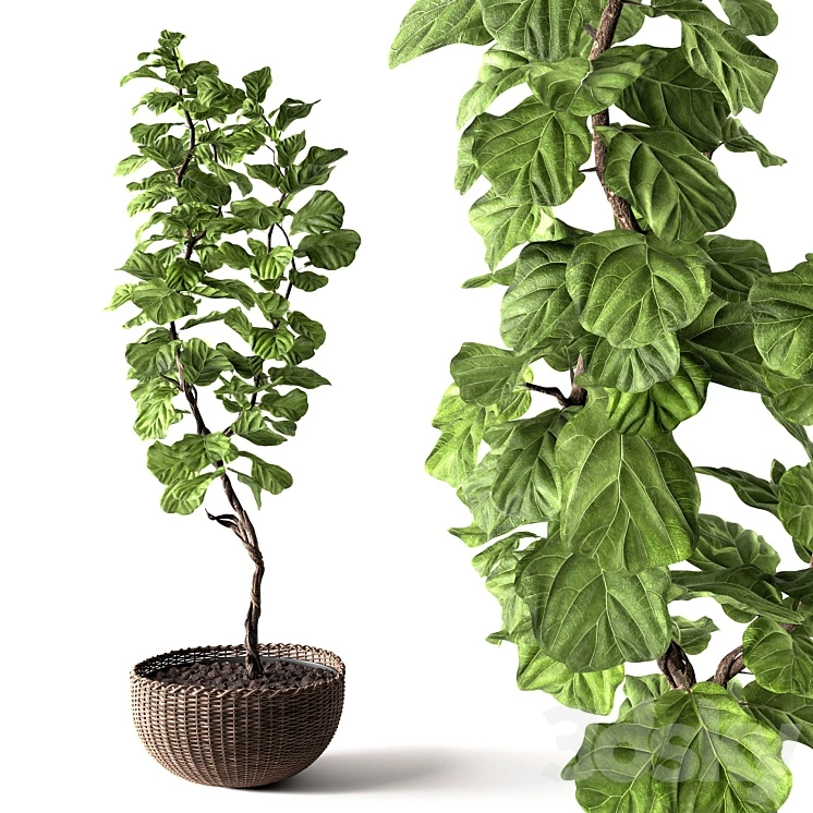 Ficus Lyrata 