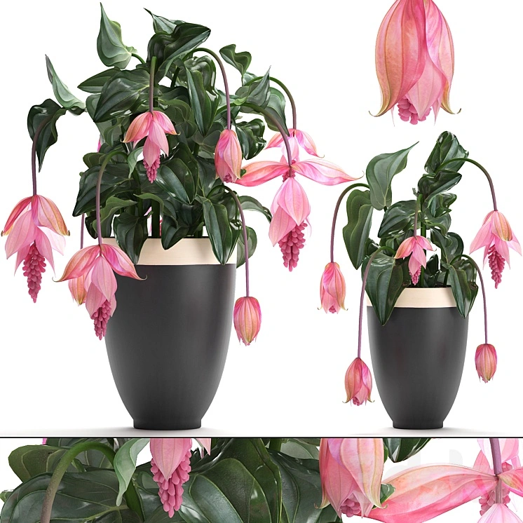 Collection of plants. rose flowers, medinilla, exotic flower, pot, flowerpot, houseplants, bud 
