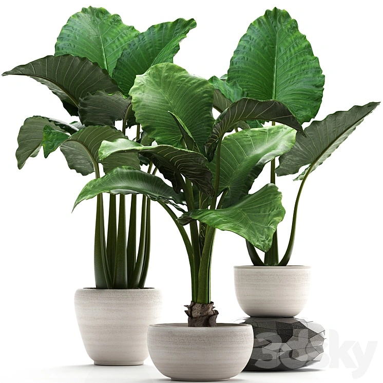 Plant collection 263. Alocasia, white pot, exotic plant, flowerpot, outdoor, bushes 