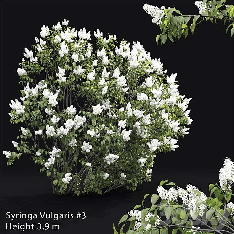 Syringa vulgaris # 3 