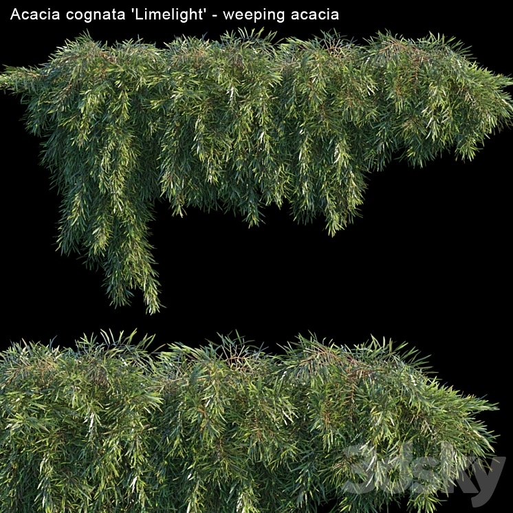 Acacia cognata Limelight - Weeping Acacia 