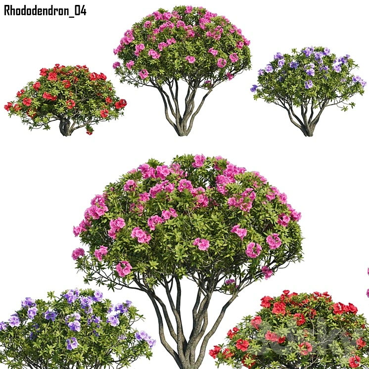 Rhododendron 04 