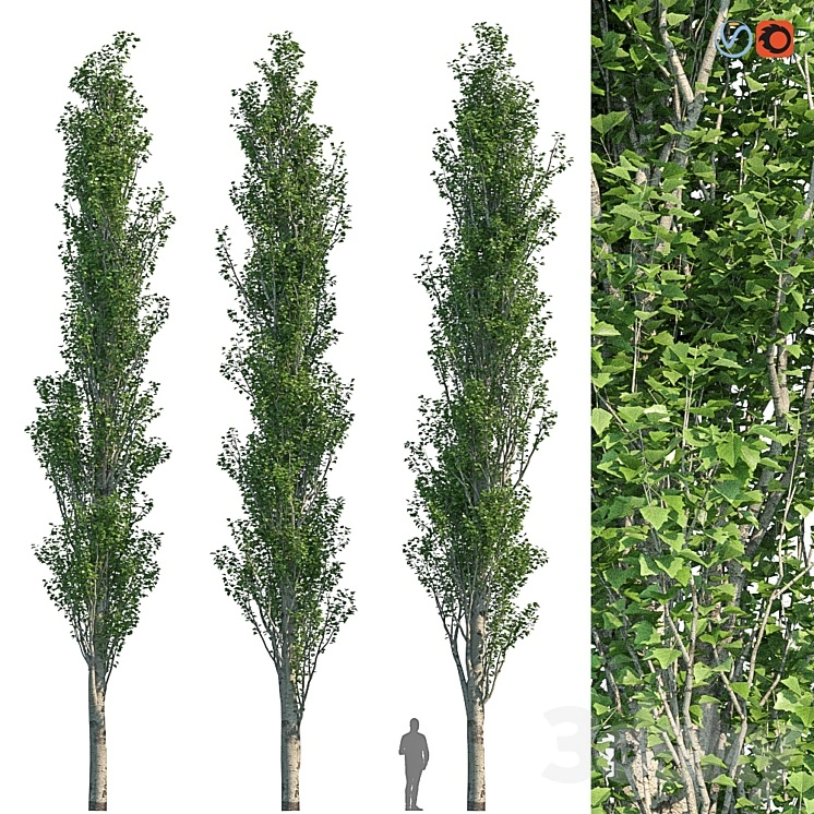 Poplar Pyramidal 15m Summer 