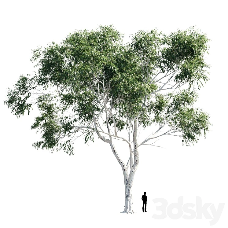 Eucalyptus 8 