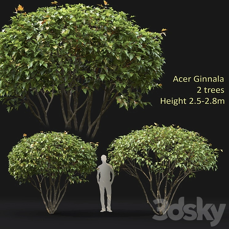 Acer 