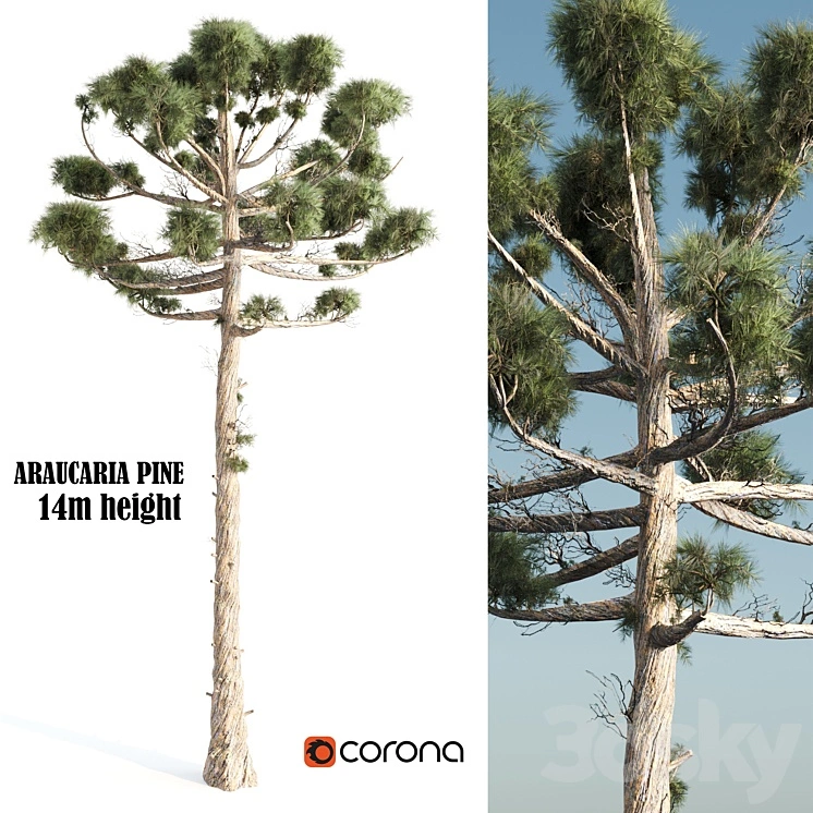 ARAUCARIA PINE-corona 