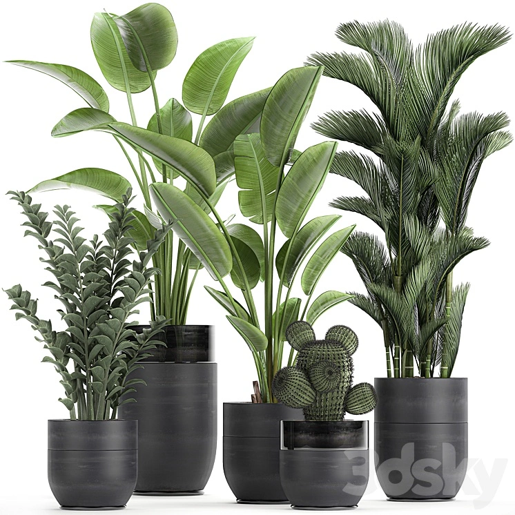 Collection of plants in black pots with Strelitzia, banana, dipsis, palm, cactus, Zamiokulkas. Set 724. 