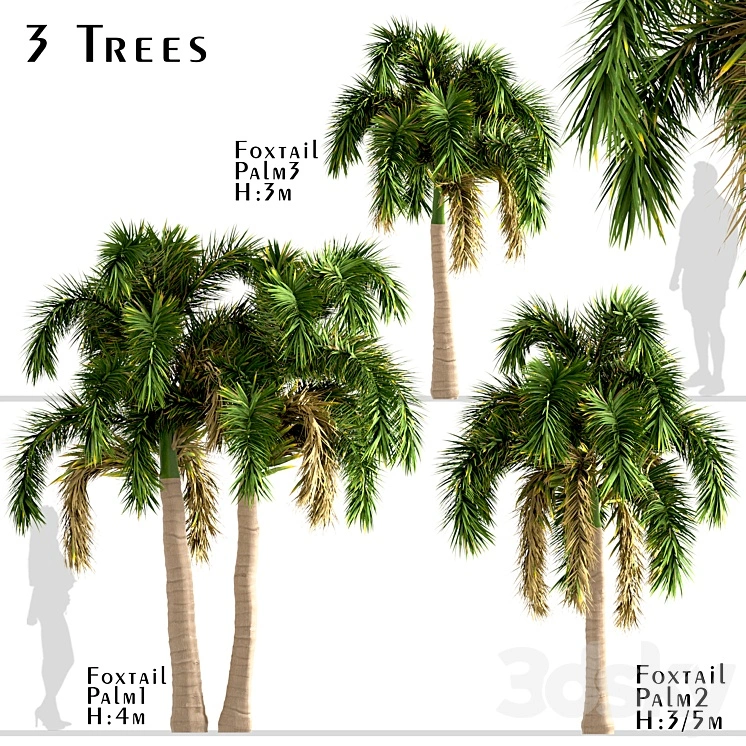 Set of Foxtail Palm Trees (Wodyetia Bifurcata) (3 Trees) 