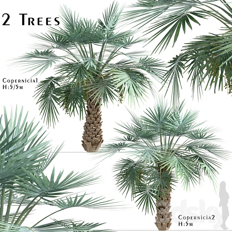 Set of Copernicia Palm Trees (Carnaubeira) (2 Trees) 