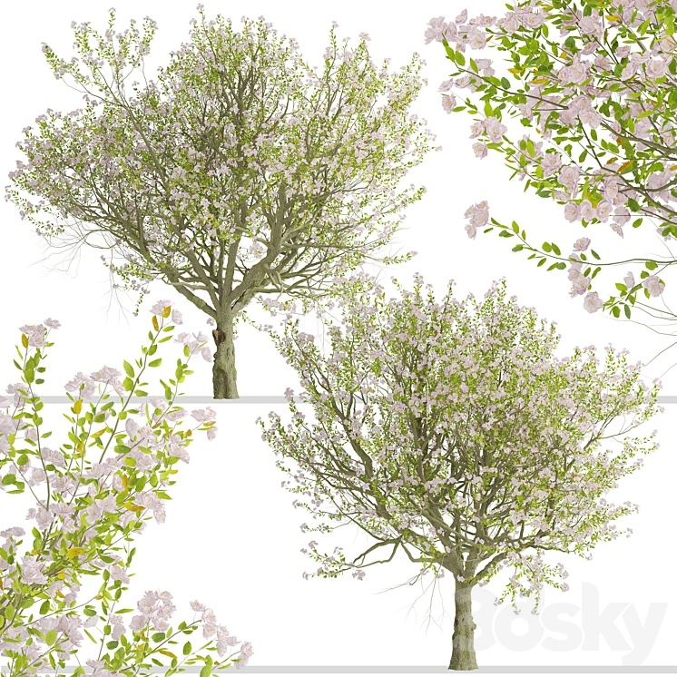 Malus spectabilis Tree (Chinese flowering apple) (1 Tree) 