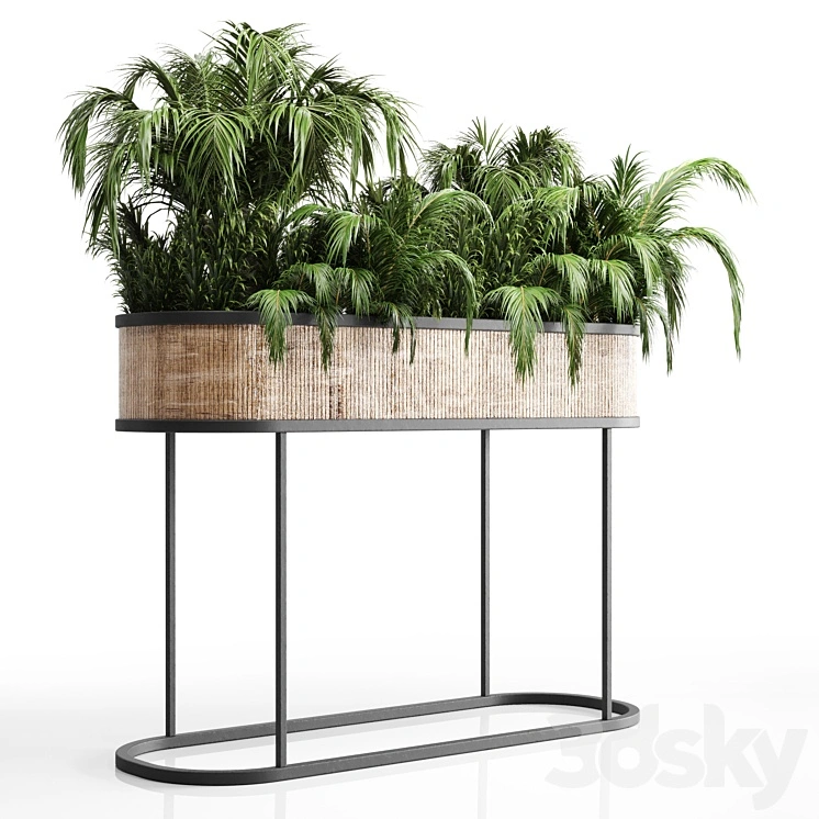 collection Indoor plant palm 40-bax wood vase 