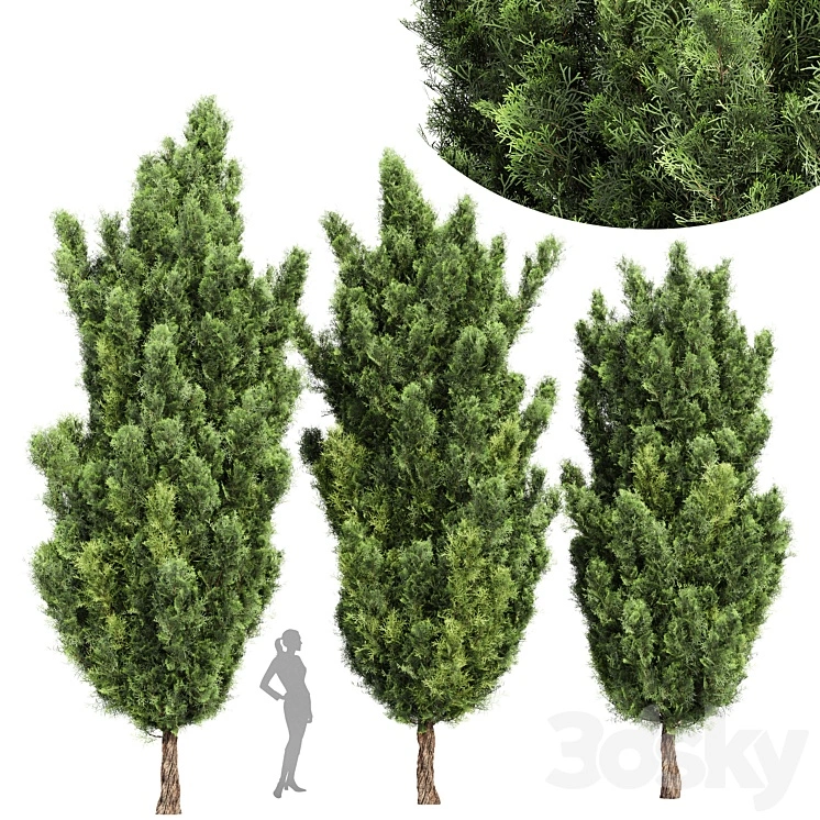 Italian Cypress High details 3Trees 