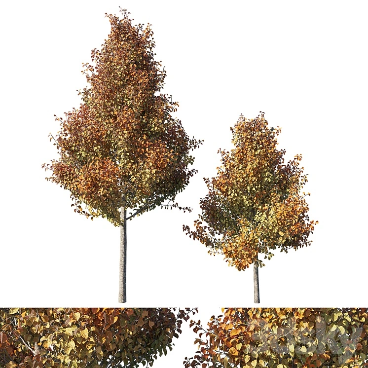 Pyrus calleryana chanticleer 