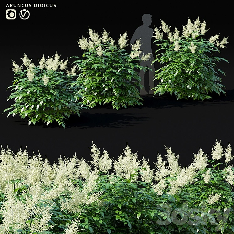 Volzhanka vulgaris flowers | Aruncus dioicus 