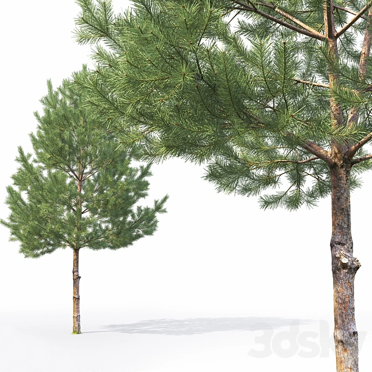 Pinus 