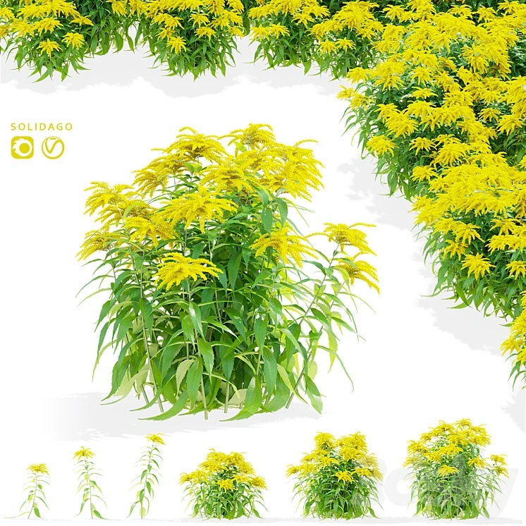 Goldenrod flowers | Solidago 