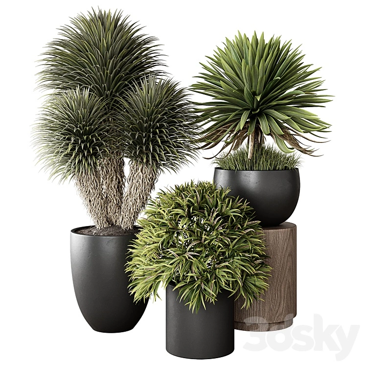 Indoor Plant 03 