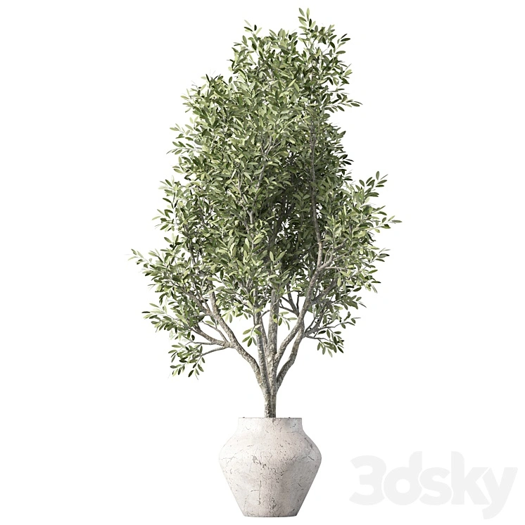 Olive Tree Plant Indoor Set.230 