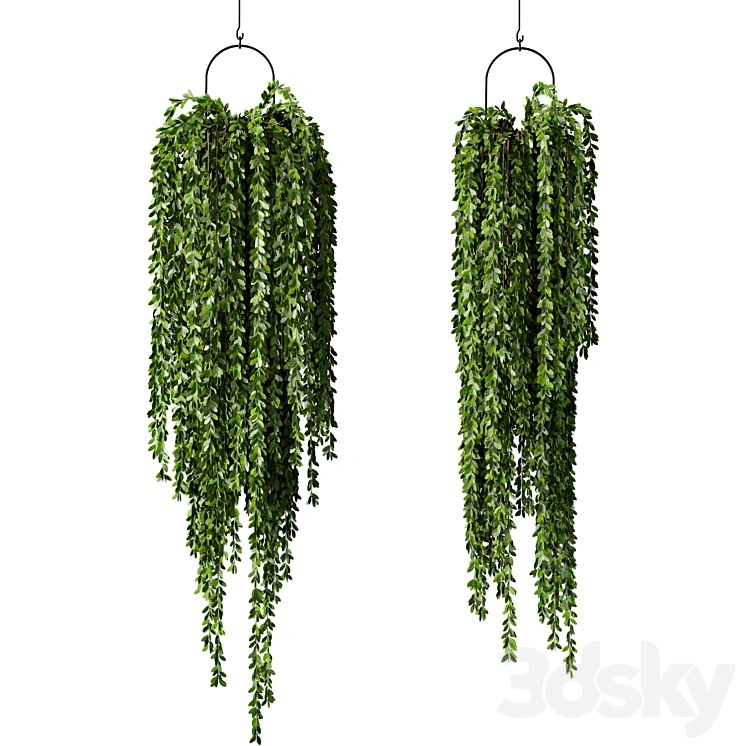 Hanging Plant Indoor Set.241 