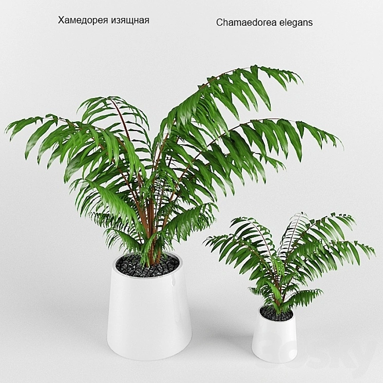 Plant 