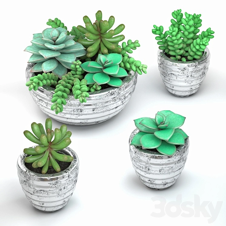 Succulents 