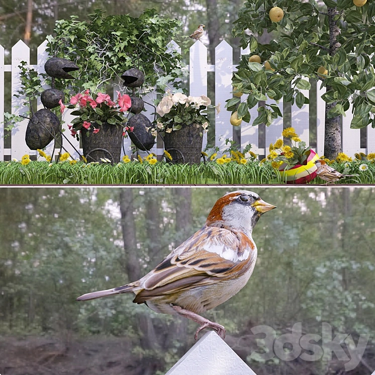 Song sparrow in the country) 