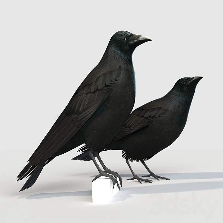 Carrion Crow (bird) 
