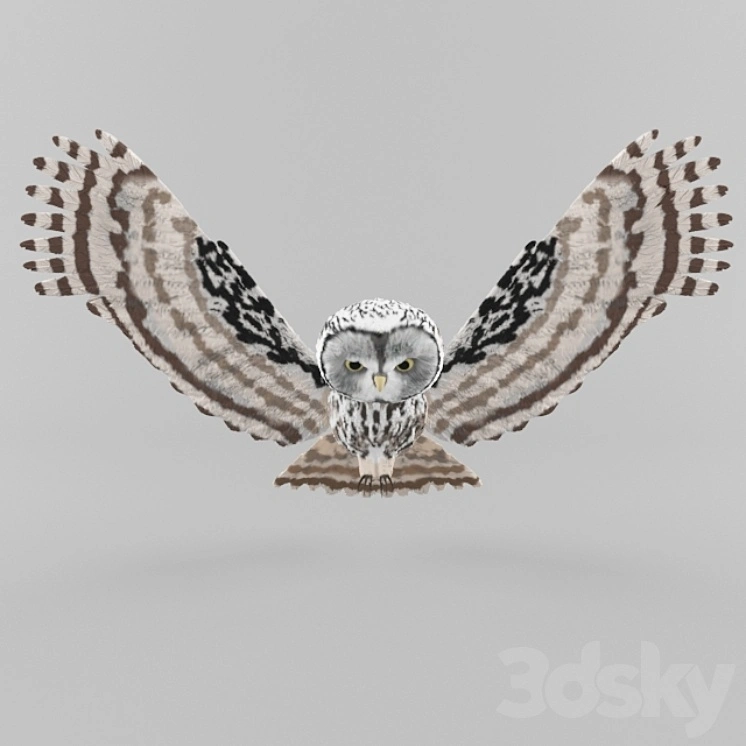 Owl 