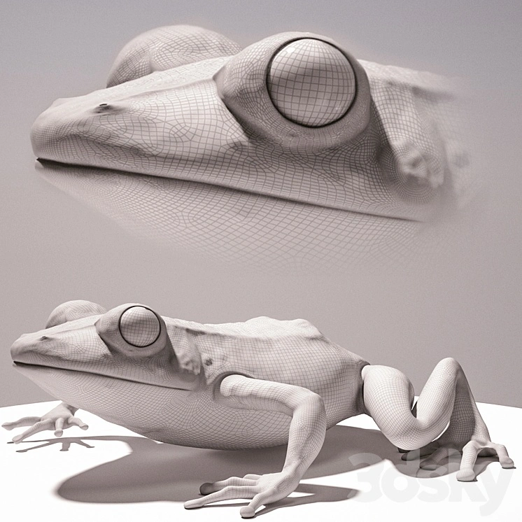 Frog 
