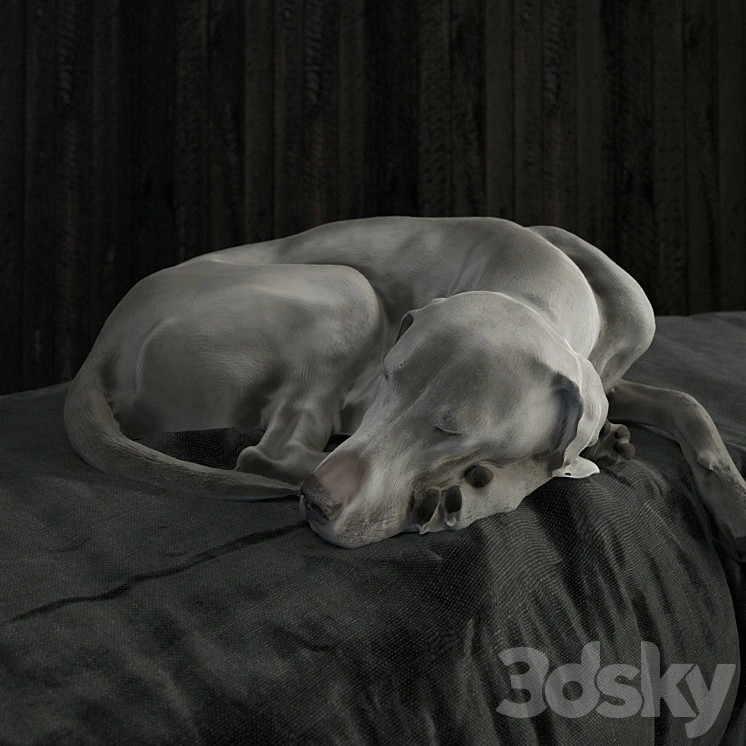 Weimaraner 