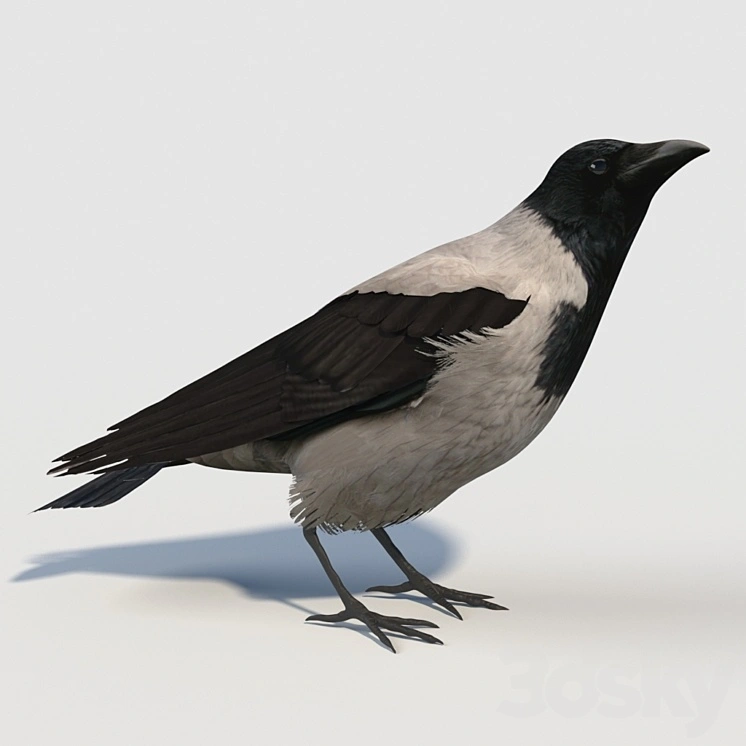 Hooded Crow (bird) 