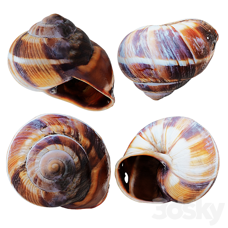 EMPTY SHELL SNAIL 