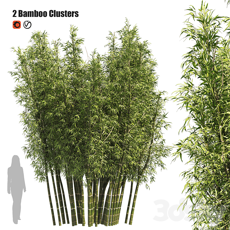 2 BAMBOO CLUSTERS 