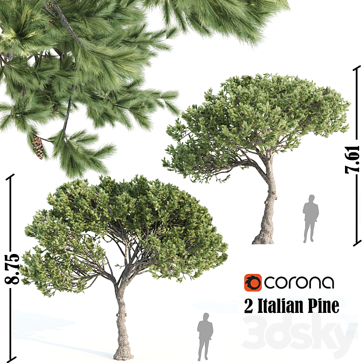 2 ITALIAN PINE CORONA 
