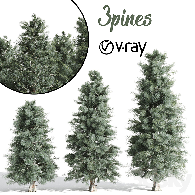3 PINE TREE 