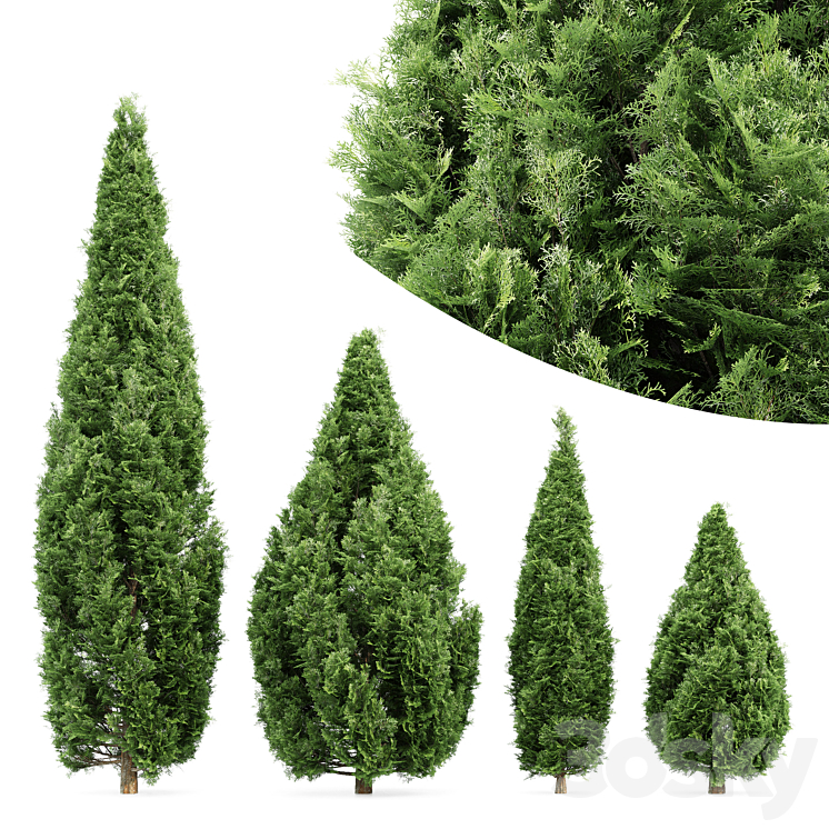 4 ROCKY MOUNTAIN JUNIPER TREE JUNIPERUS SCOPULORUM 