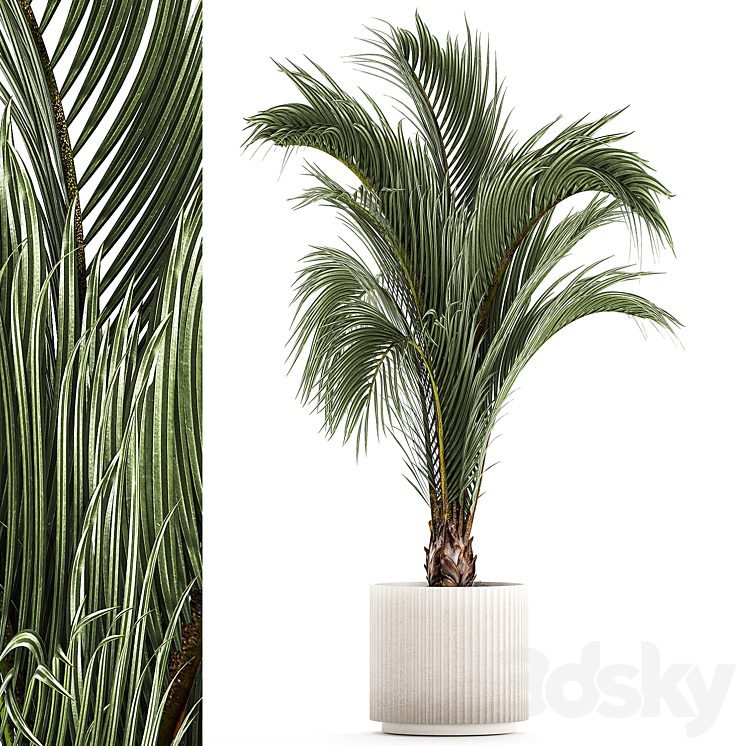 A_BEAUTIFUL_INDOOR_PALM_TREE_IN_A_MODERN_ARECA_POT_HOVEA_1225 