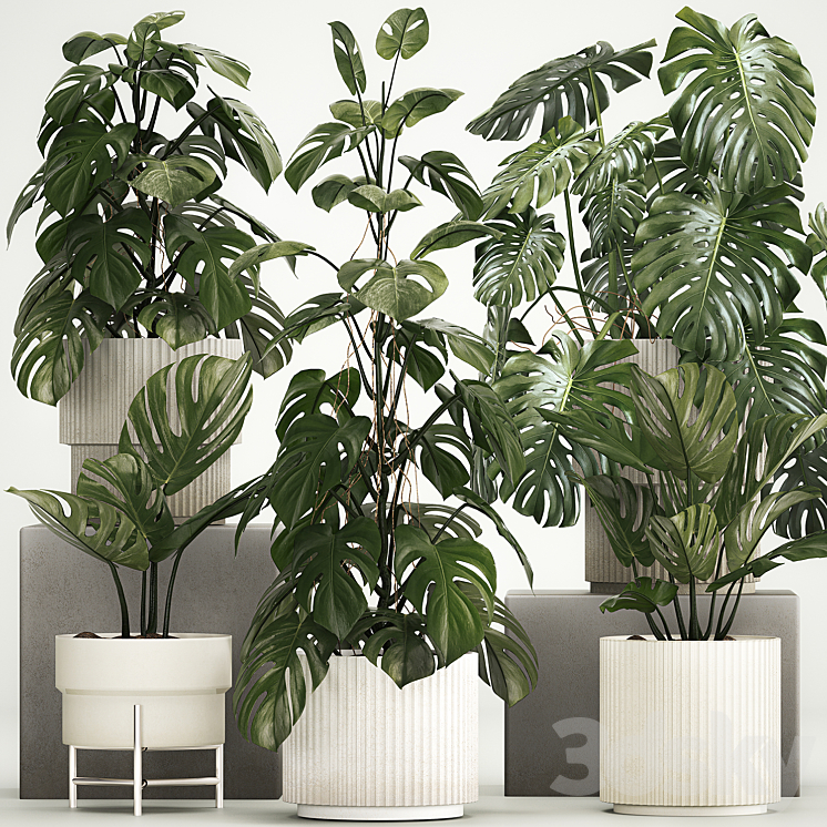 A_BEAUTIFUL_INTERIOR_POTTED_PLANT_IS_A_DECORATIVE_MONSTERA_BUSH 