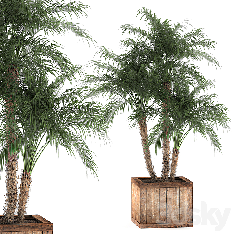 A_BEAUTIFUL_LUSH_SMALL_DECORATIVE_PALM_TREE_IN_A_BOX_WITH_A_ROBELIN 